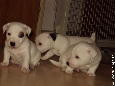 les chiots jack russell
